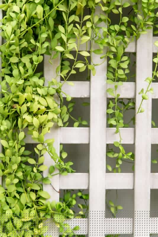 Wood Trellis Mounting